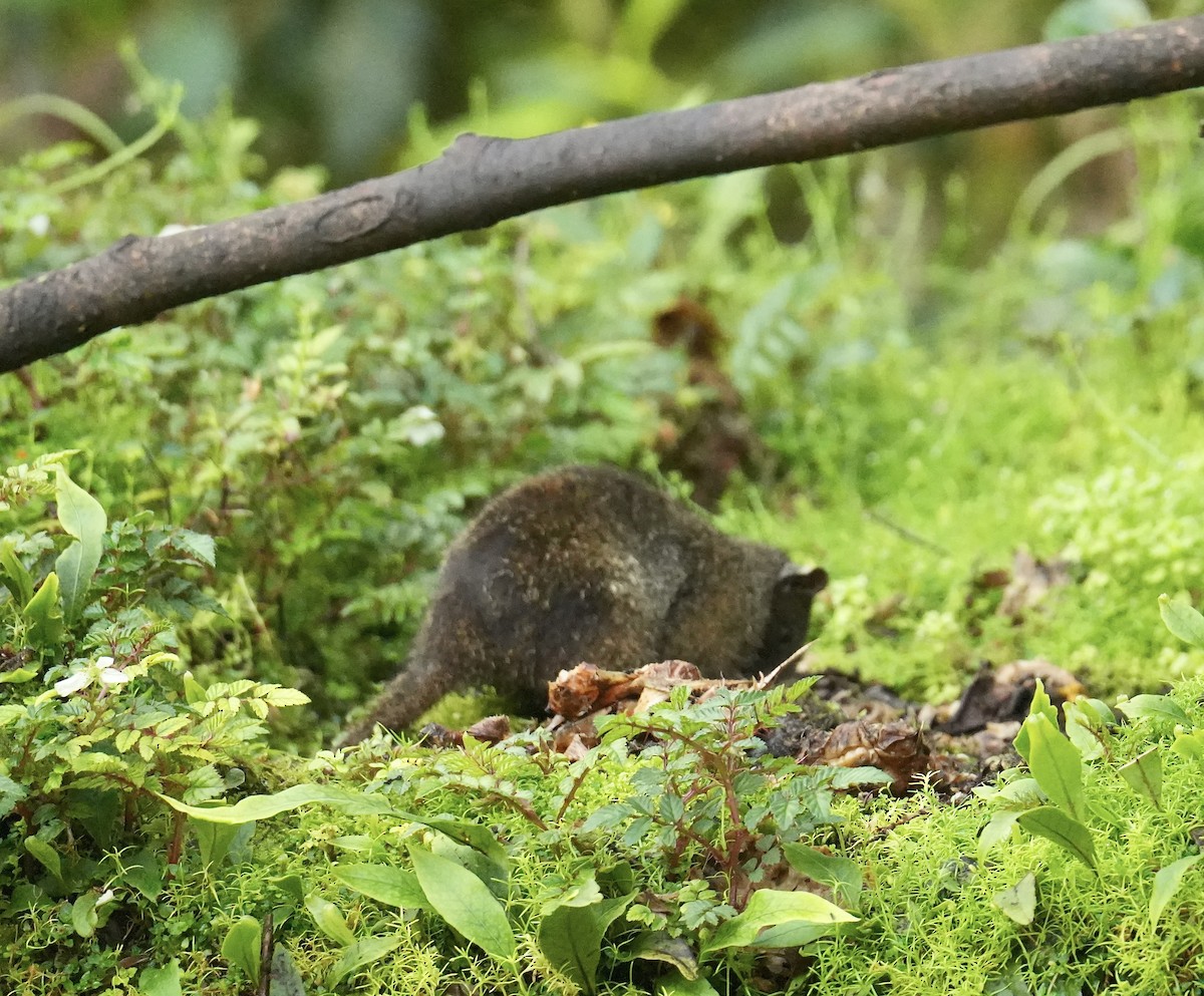 Animals - ML647214839