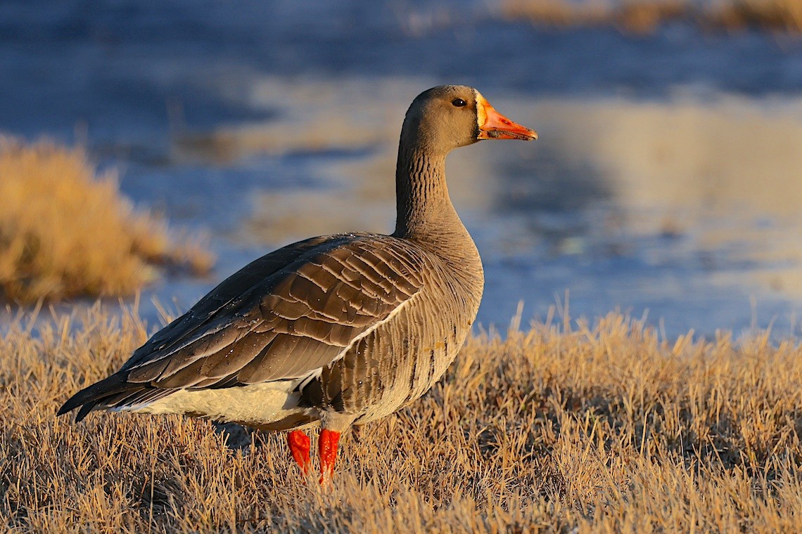 tundragås (gambelli/sponsa) - ML647214847