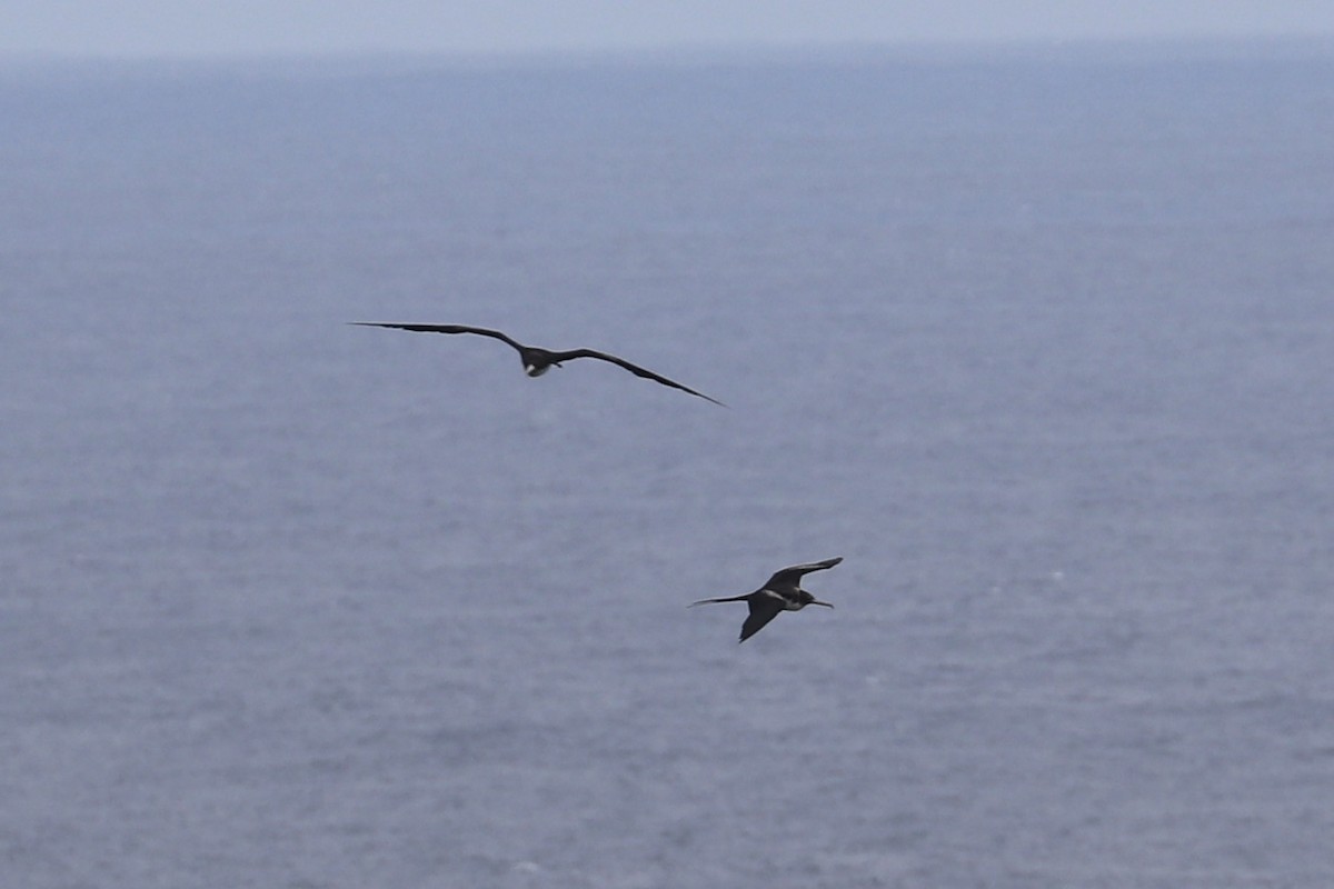 storfregattfugl - ML647214849