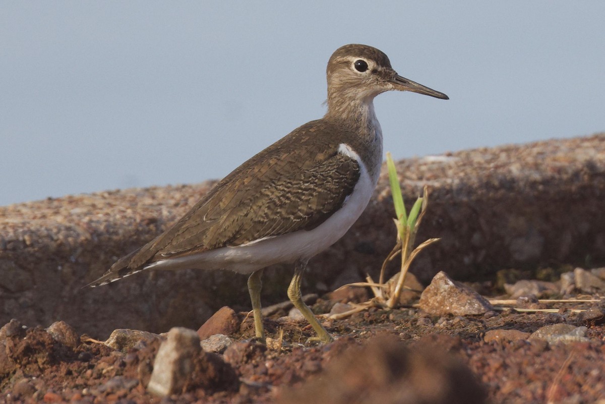 strandsnipe - ML647214852