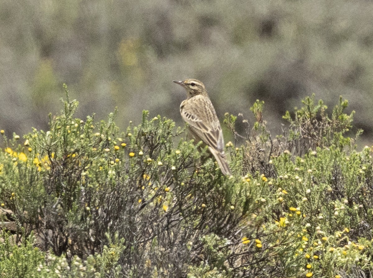 fjellpiplerke - ML647214853