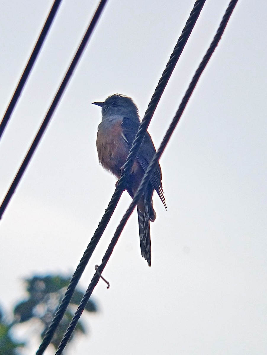 klagegjøk - ML647214854