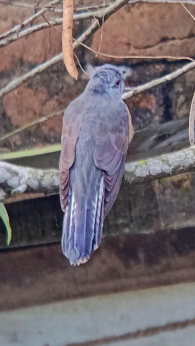 klagegjøk - ML647214855