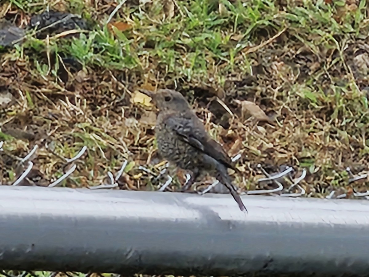 blåtrost - ML647214856