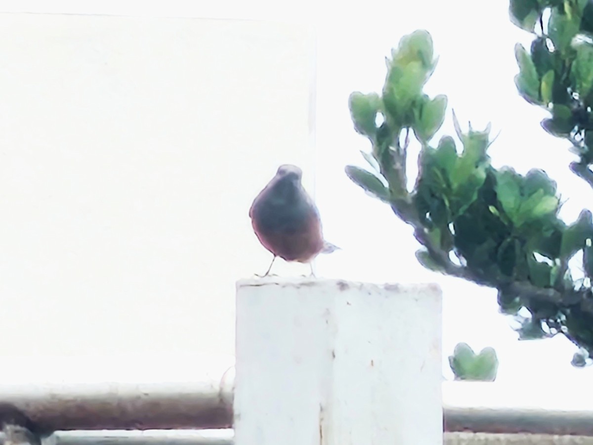 blåtrost - ML647214857