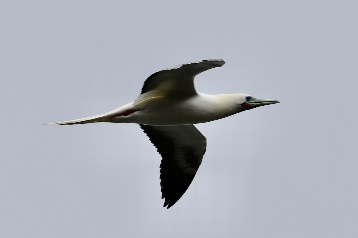 rødfotsule - ML647214858