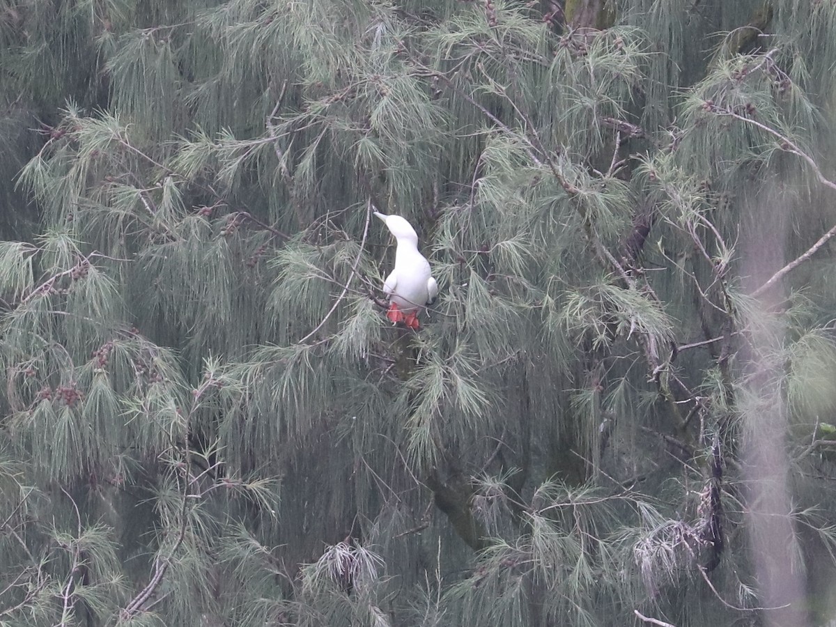 rødfotsule - ML647214859