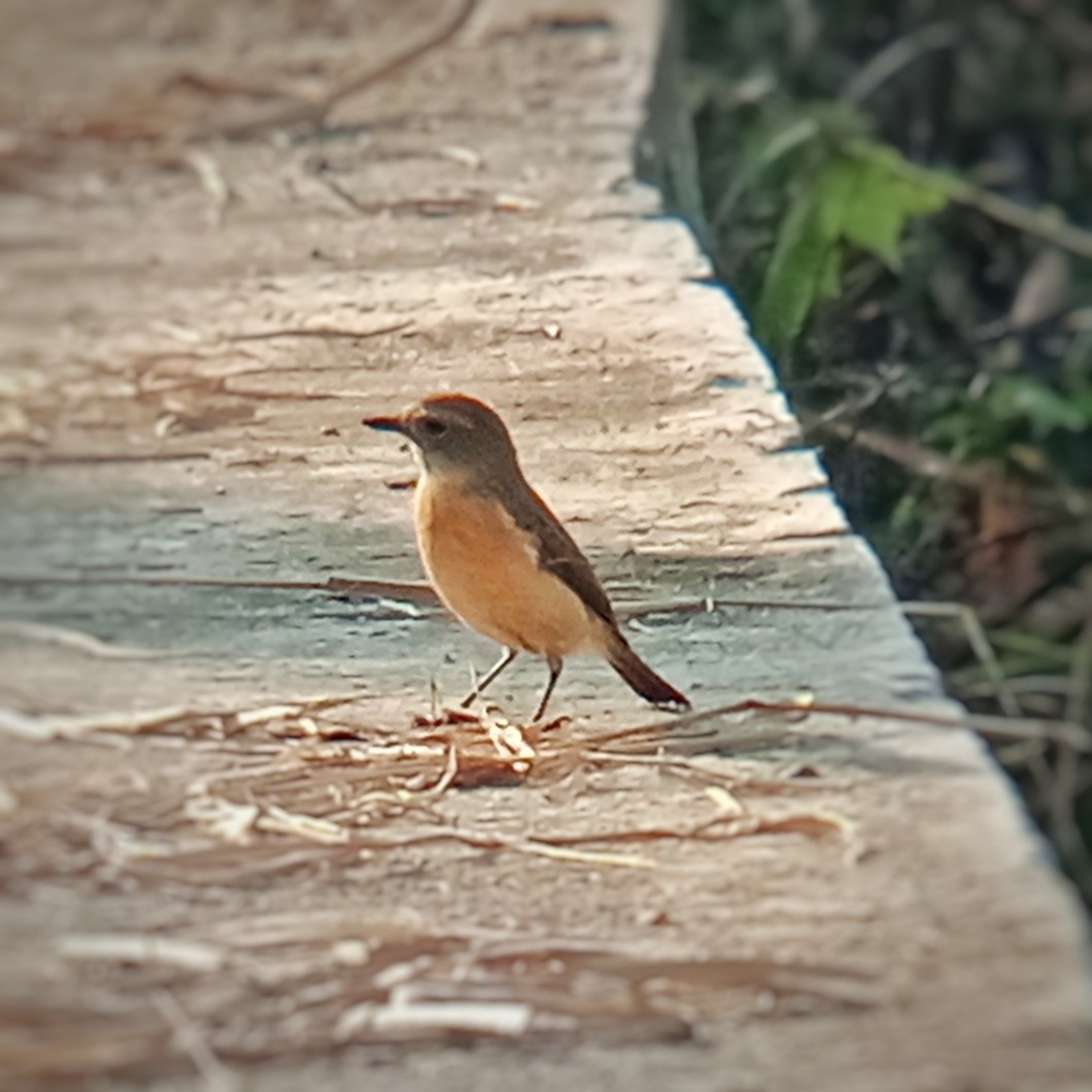 russesvartstrupe - ML647214860