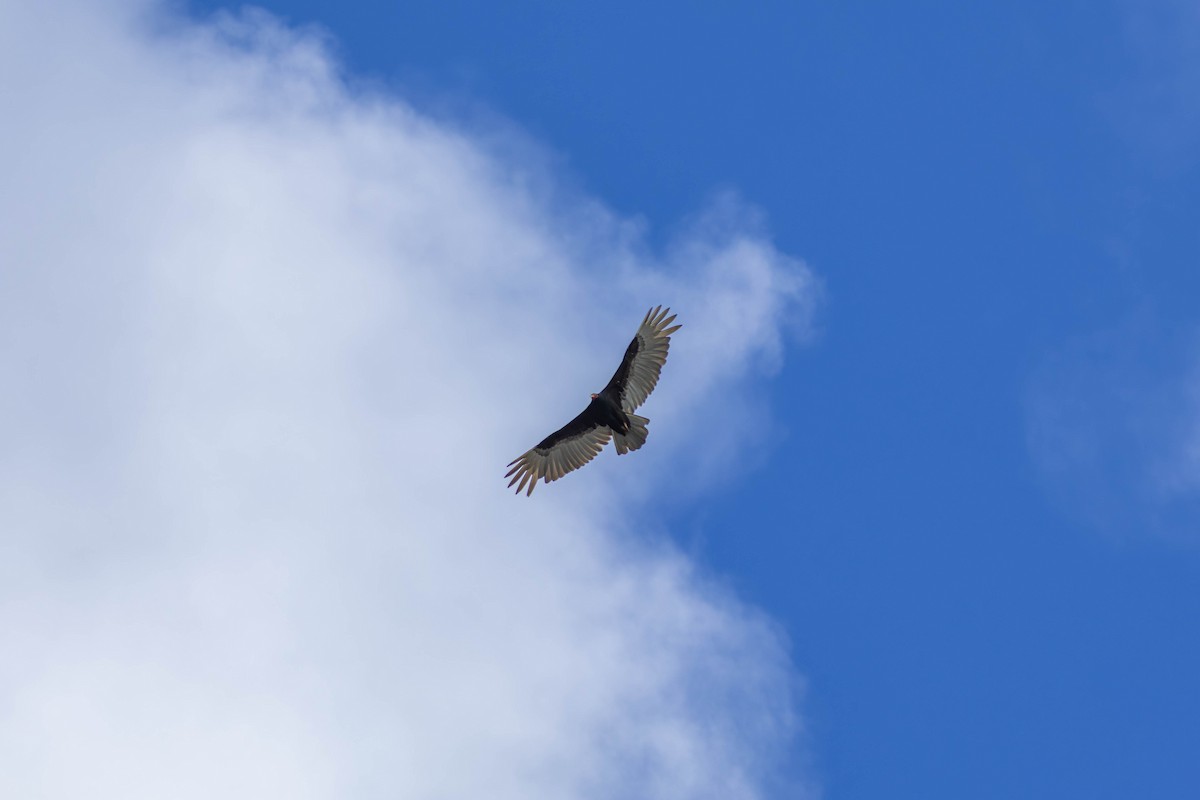 kalkunkondor - ML647214861