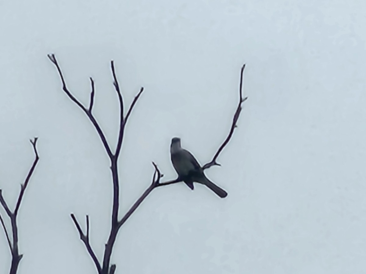 taiwanbylbyl - ML647214864