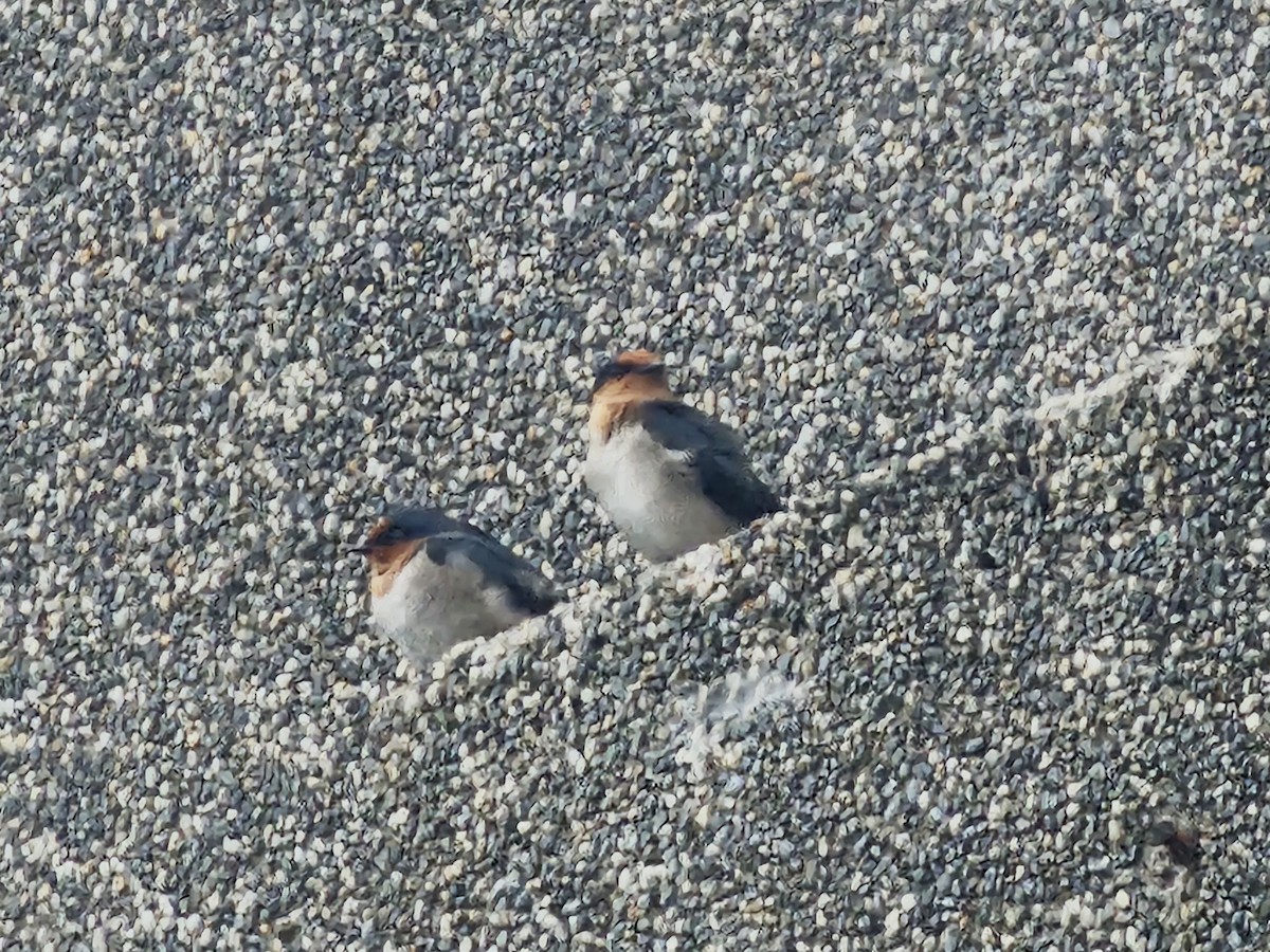 Pacific Swallow - ML647214865