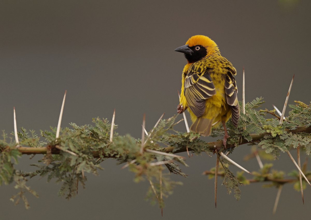 Speke's Weaver - ML647214877