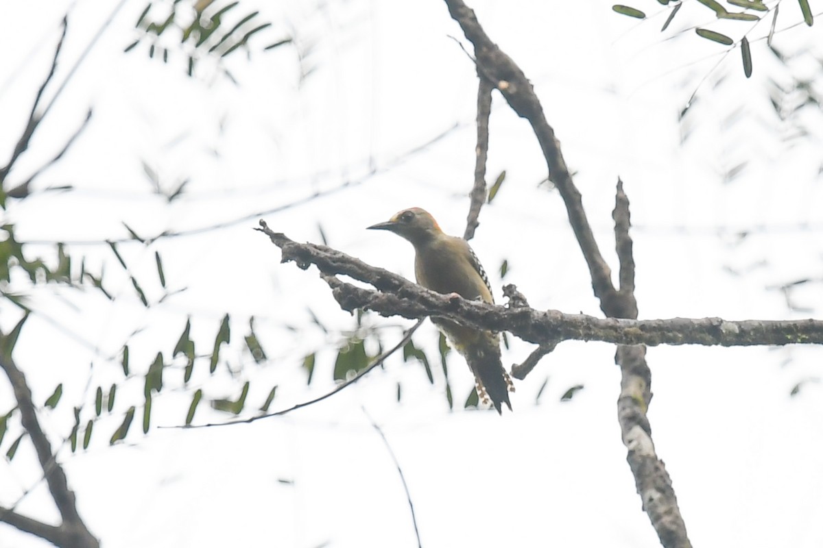 Hoffmann's Woodpecker - ML647214878