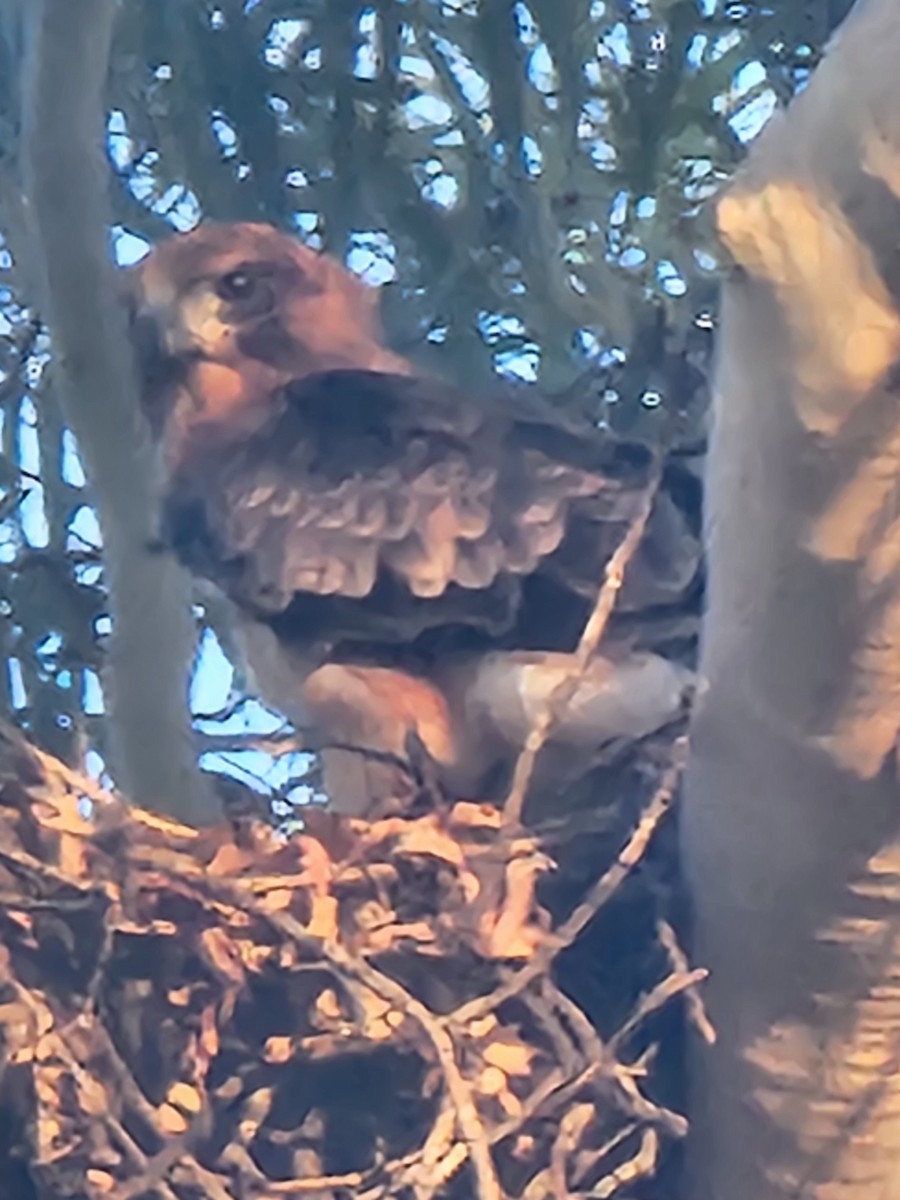 Little Eagle - ML647214881