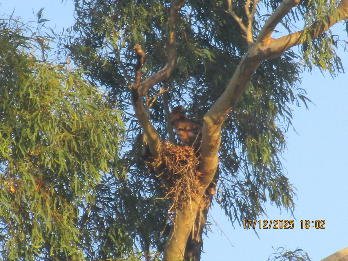 Little Eagle - ML647214882