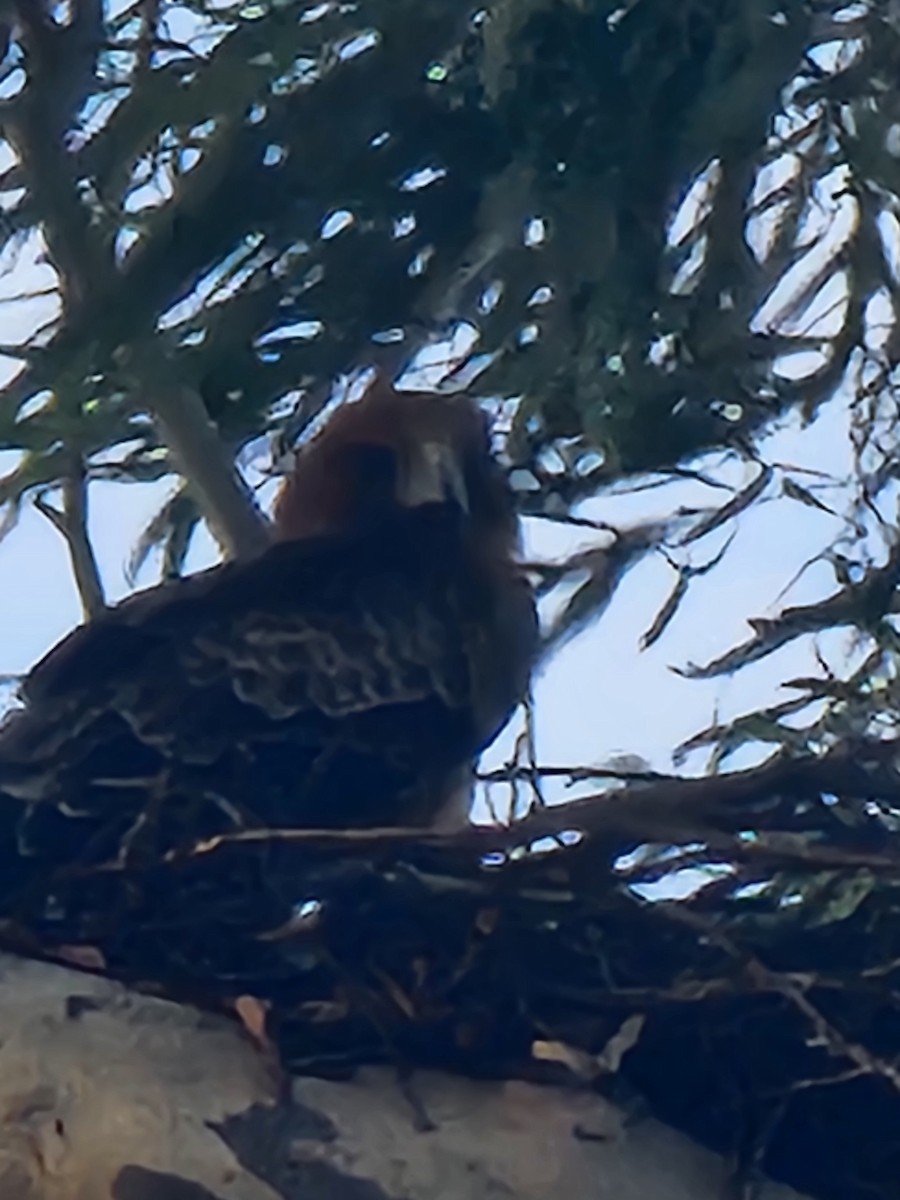 Little Eagle - ML647214883