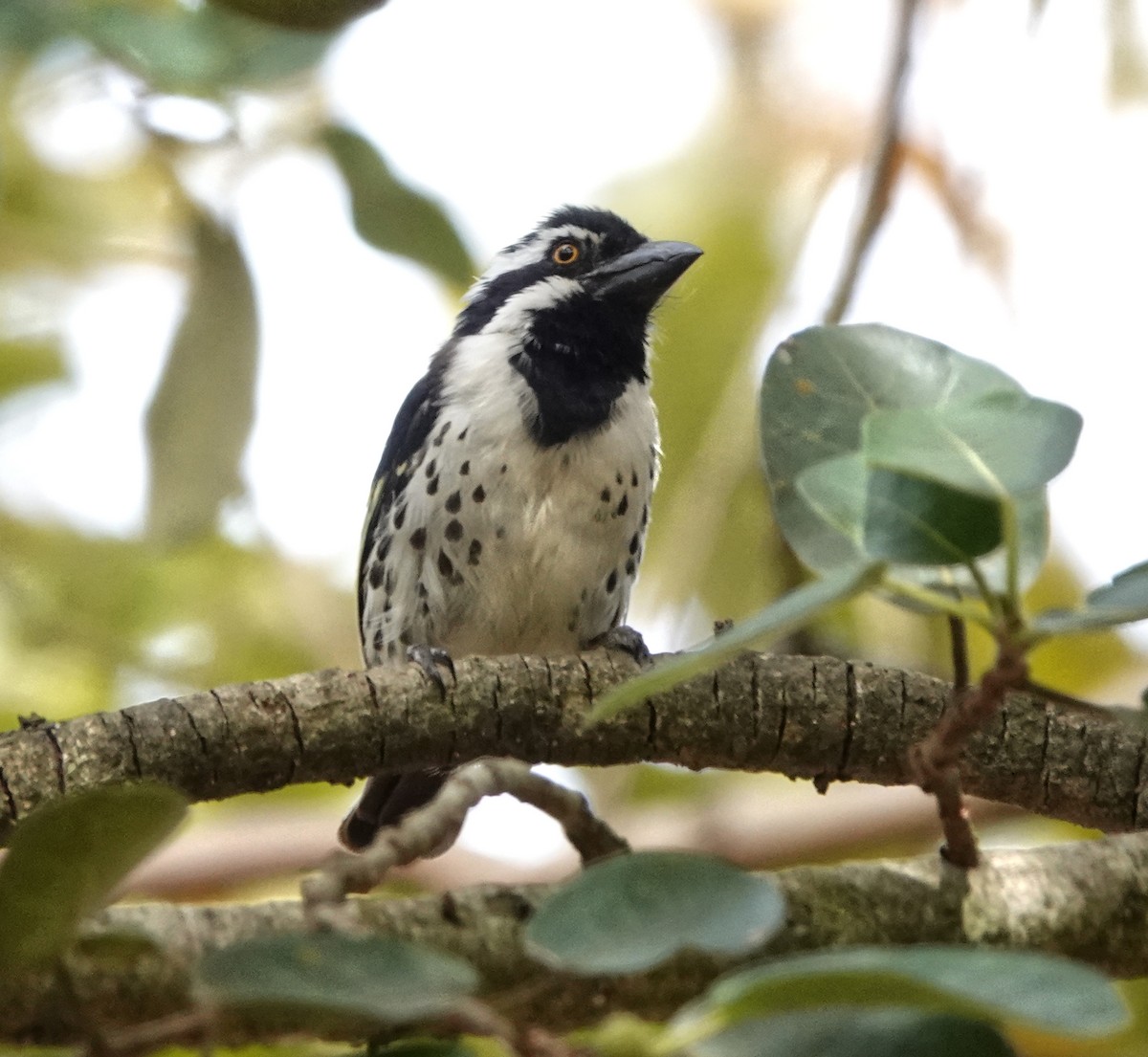 Spot-flanked Barbet - ML647214884