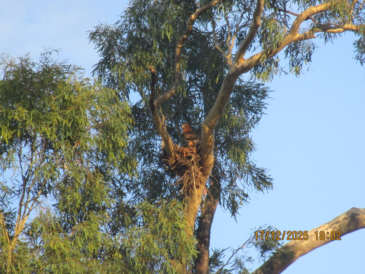 Little Eagle - ML647214886