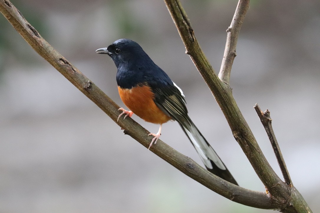 White-rumped Shama - ML647214887