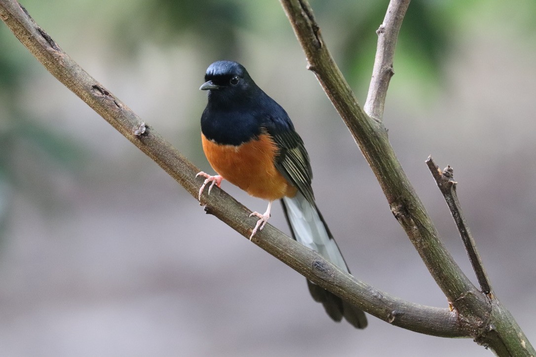 White-rumped Shama - ML647214888