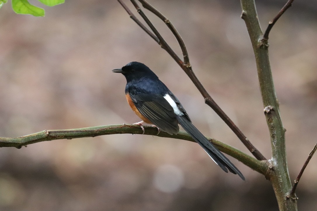 White-rumped Shama - ML647214889