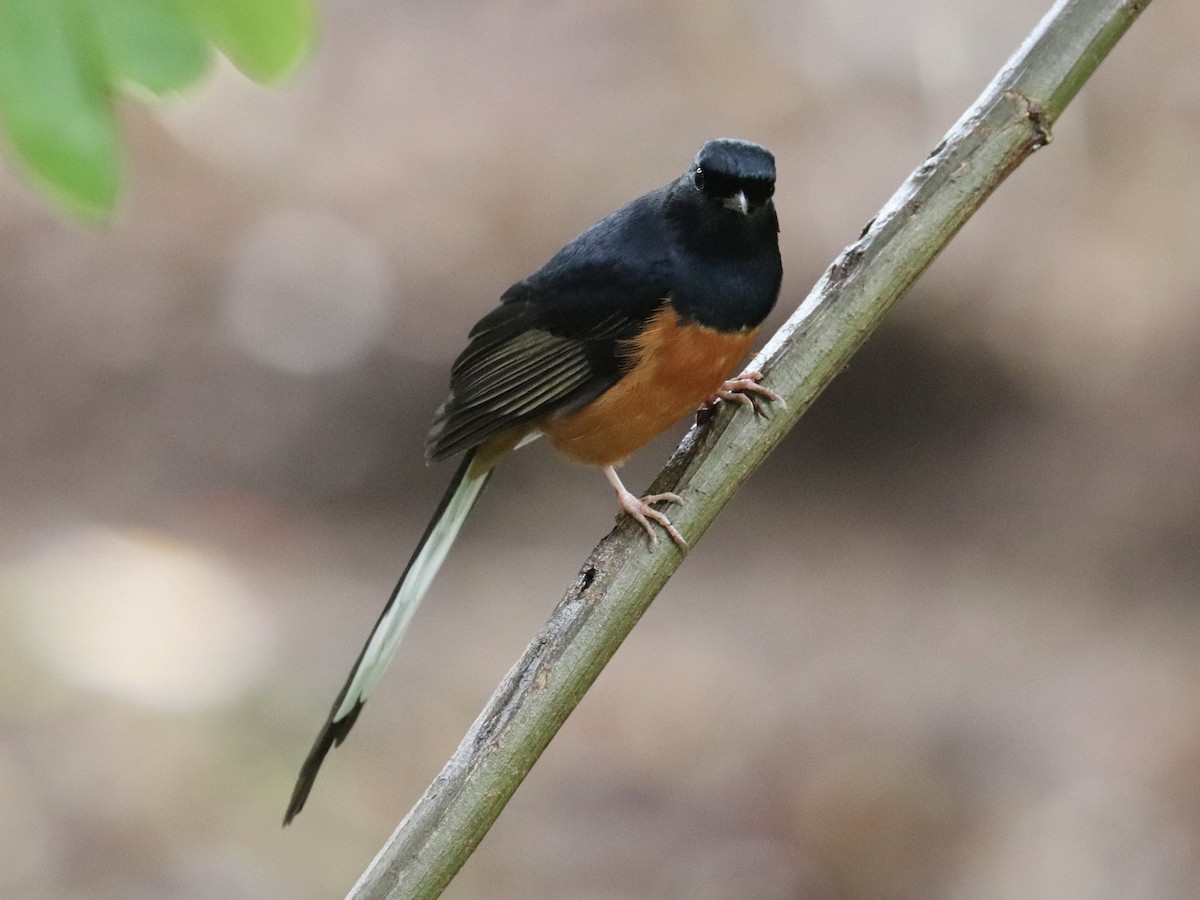 White-rumped Shama - ML647214893