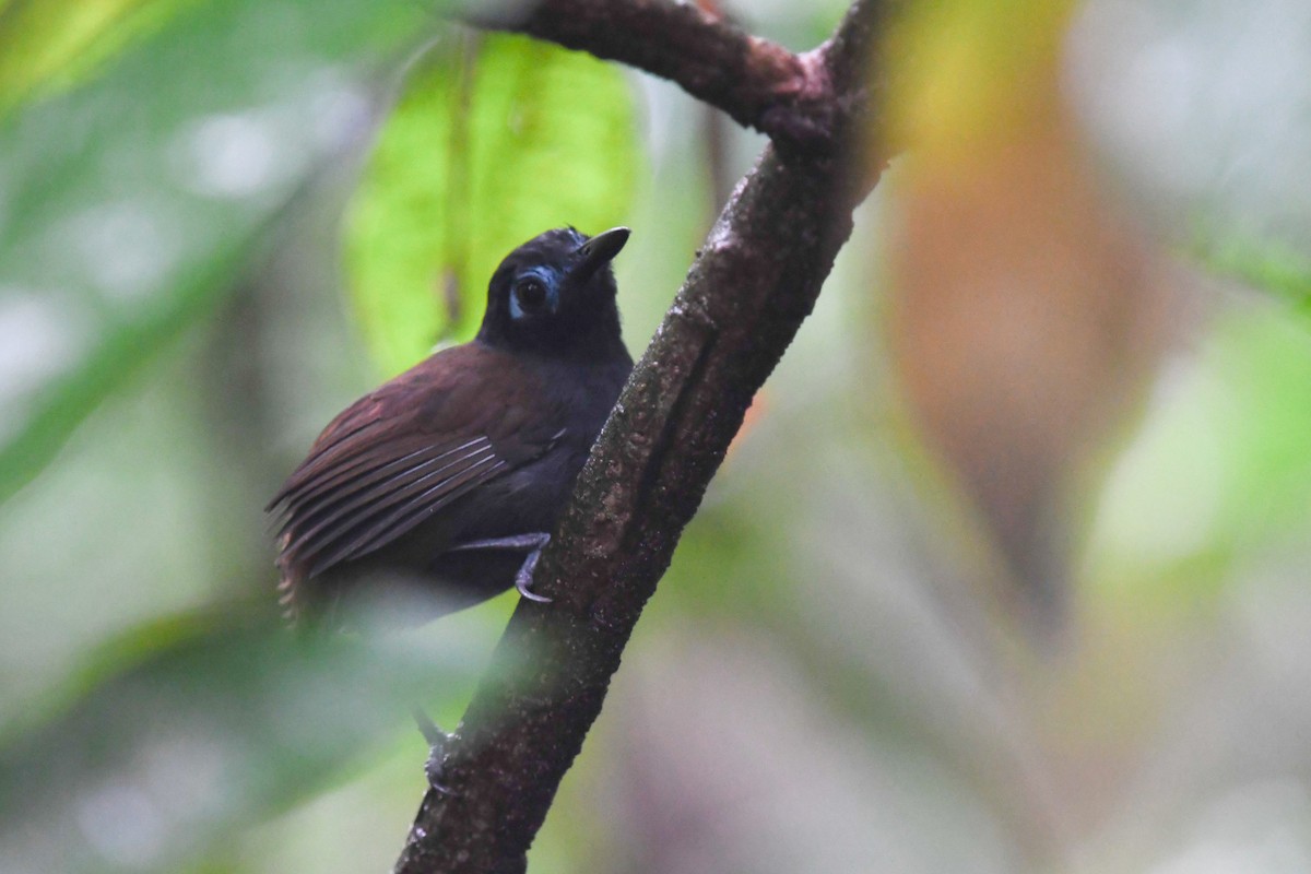 Chestnut-backed Antbird - ML647214895