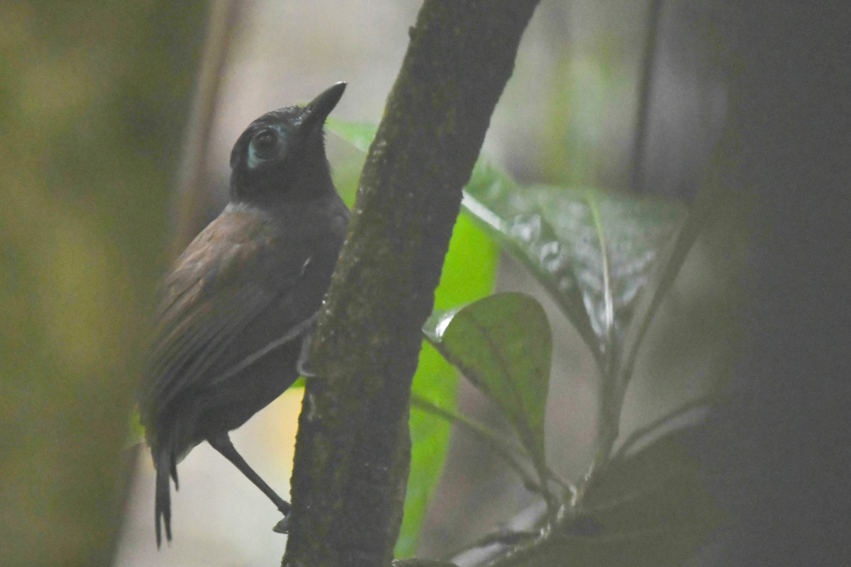 Chestnut-backed Antbird - ML647214896