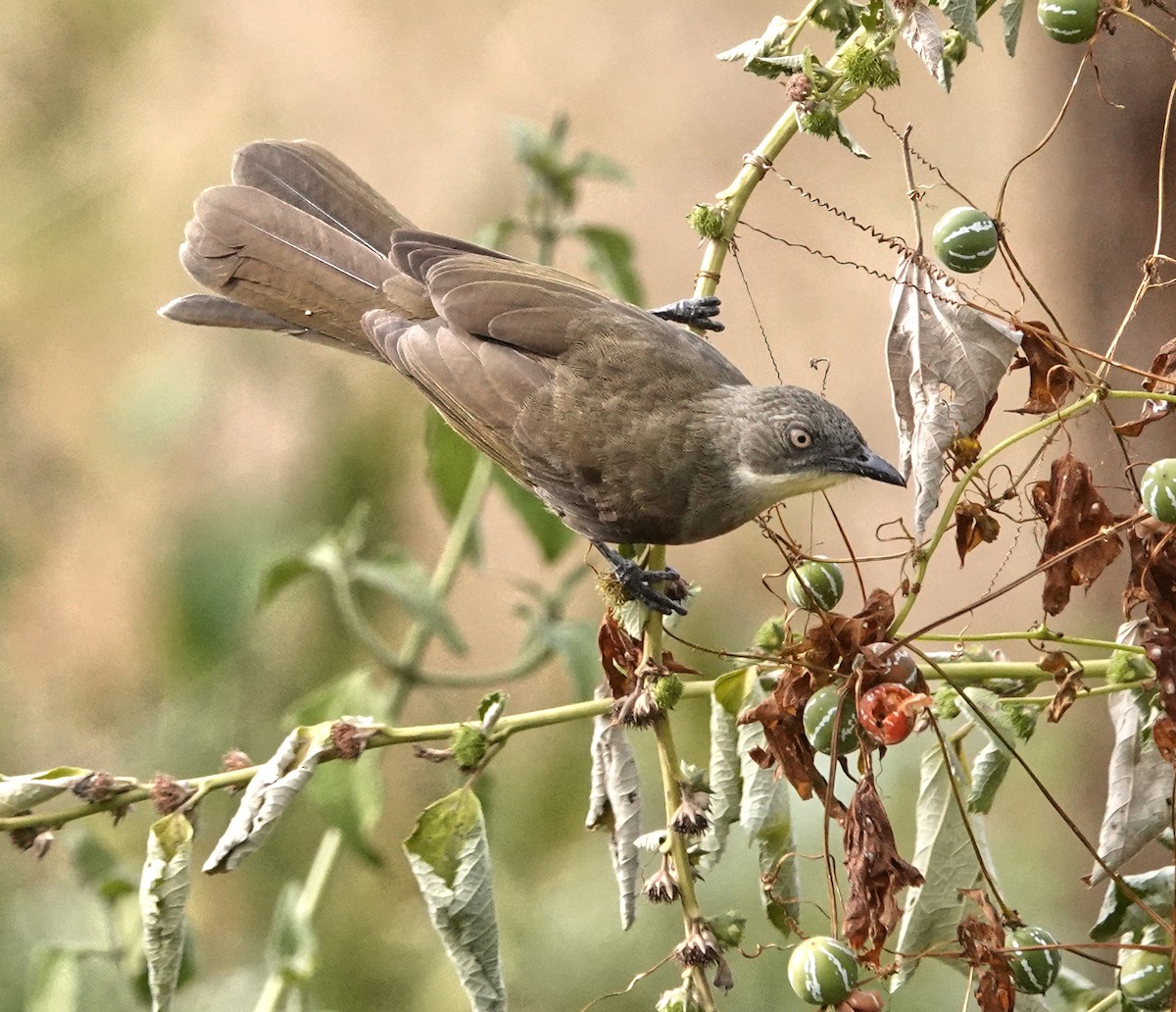 Pale-throated Greenbul - ML647214898