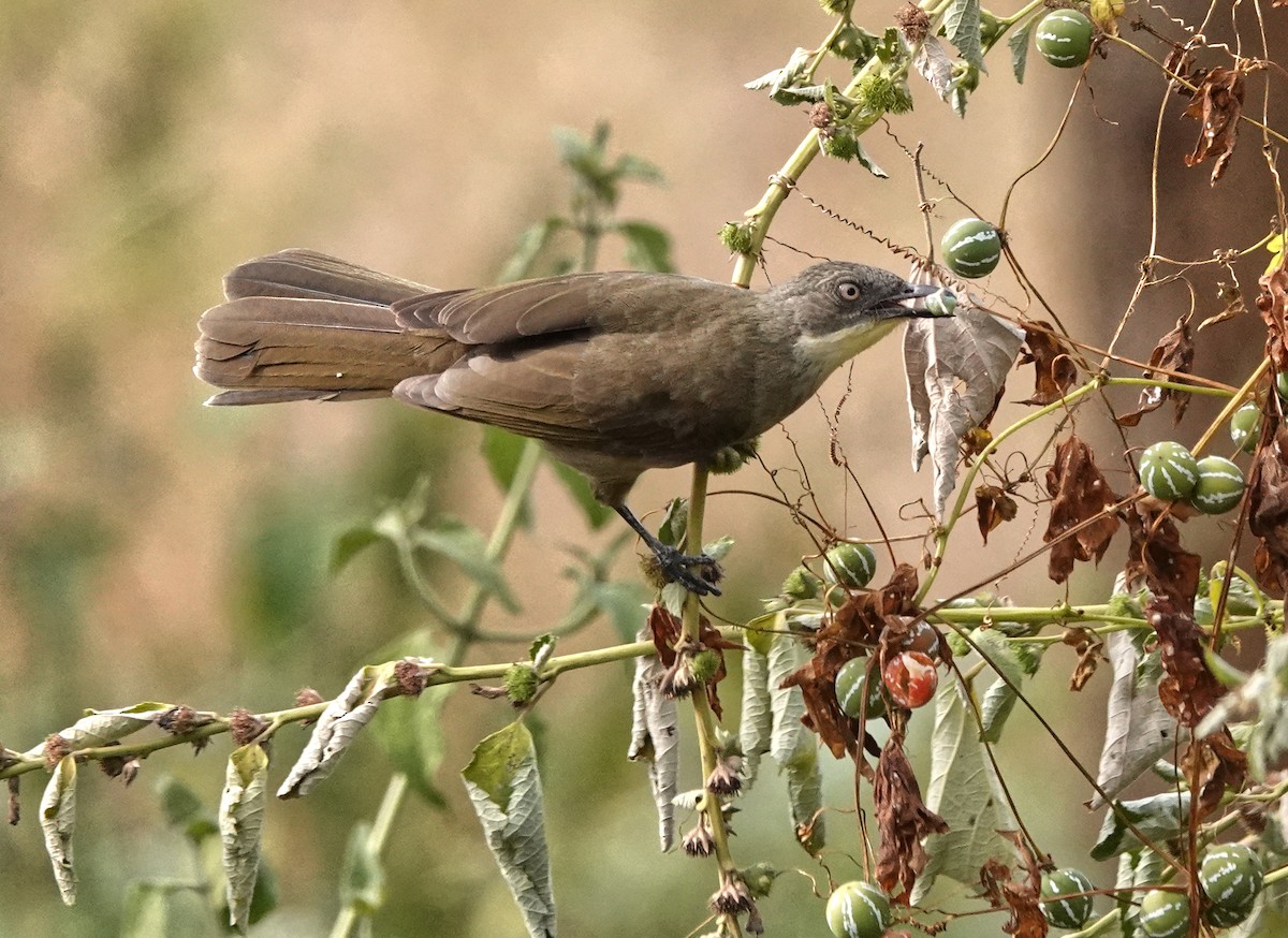 Pale-throated Greenbul - ML647214899