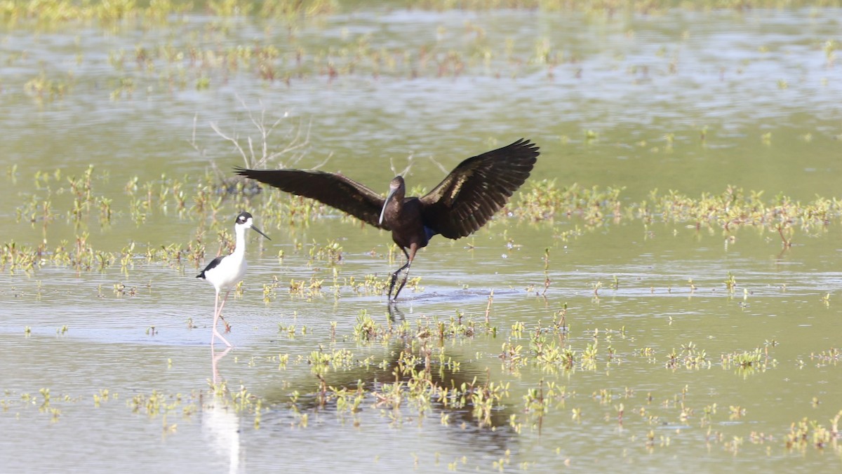 White-faced Ibis - ML647214901