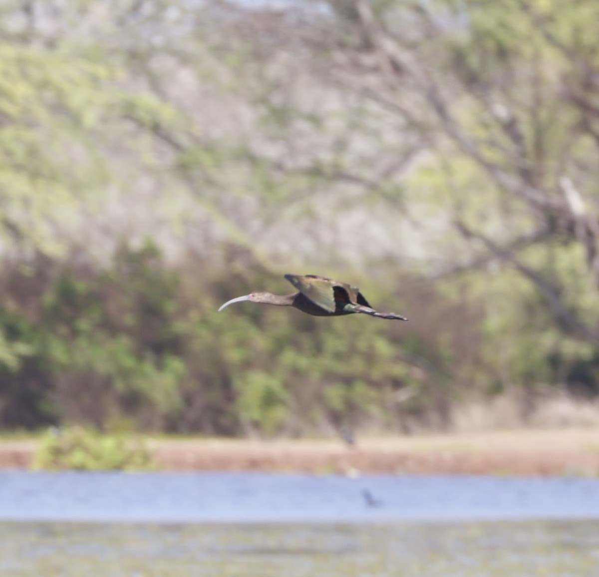 Beltzaran musuzuria - ML647214902