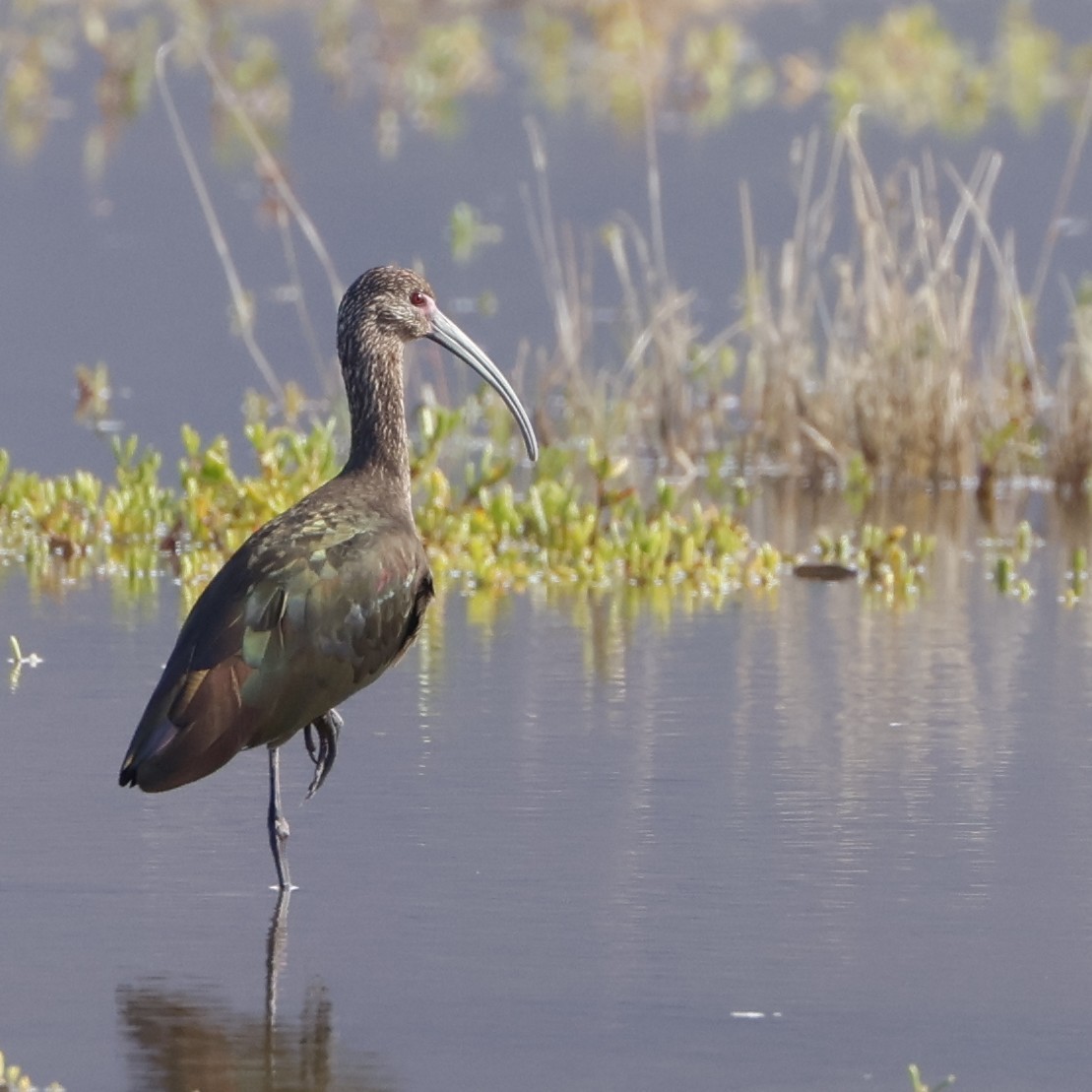 Beltzaran musuzuria - ML647214903