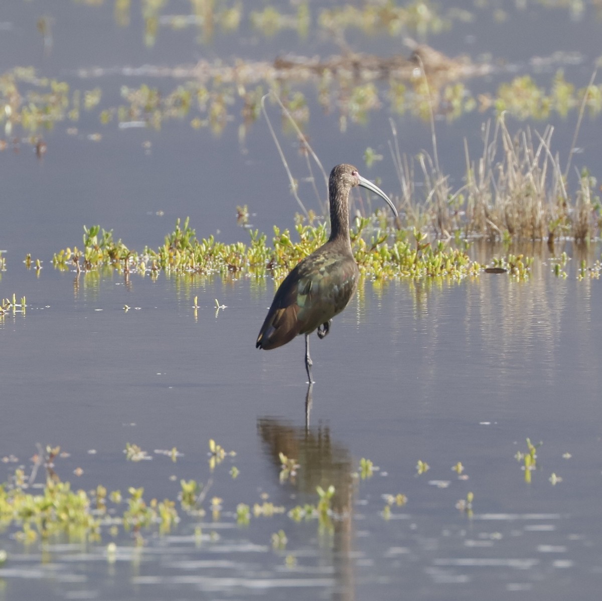 Beltzaran musuzuria - ML647214904