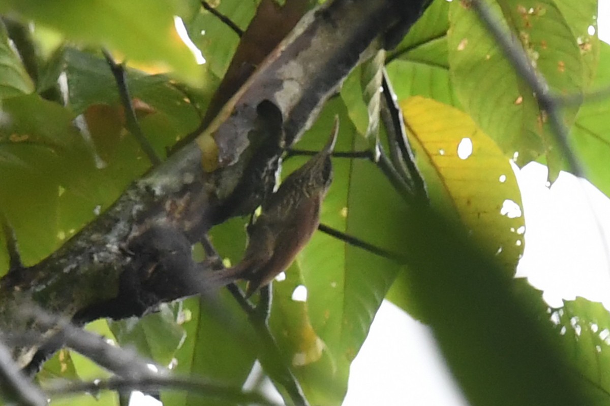 Streak-headed Woodcreeper - ML647214912