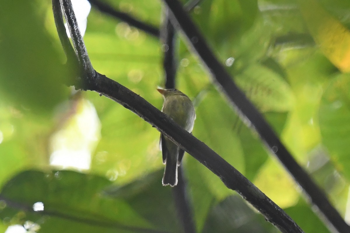 Yellow-bellied Flycatcher - ML647214913