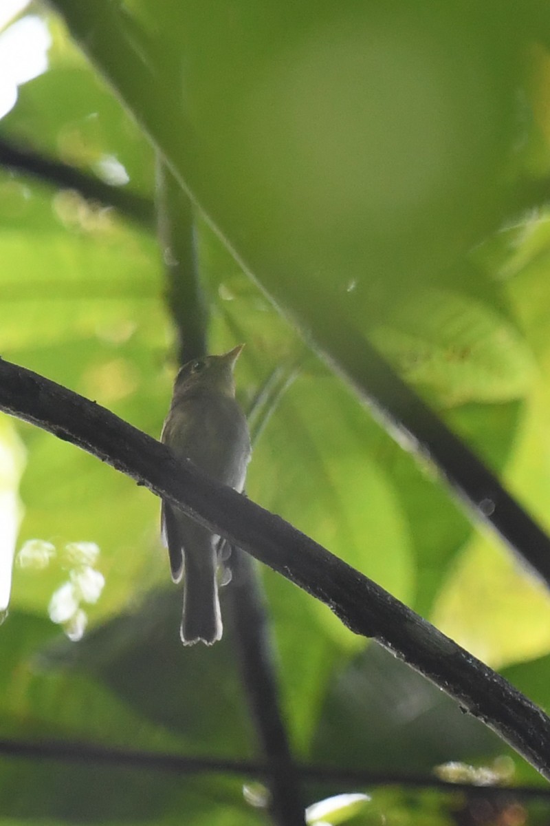 Yellow-bellied Flycatcher - ML647214914