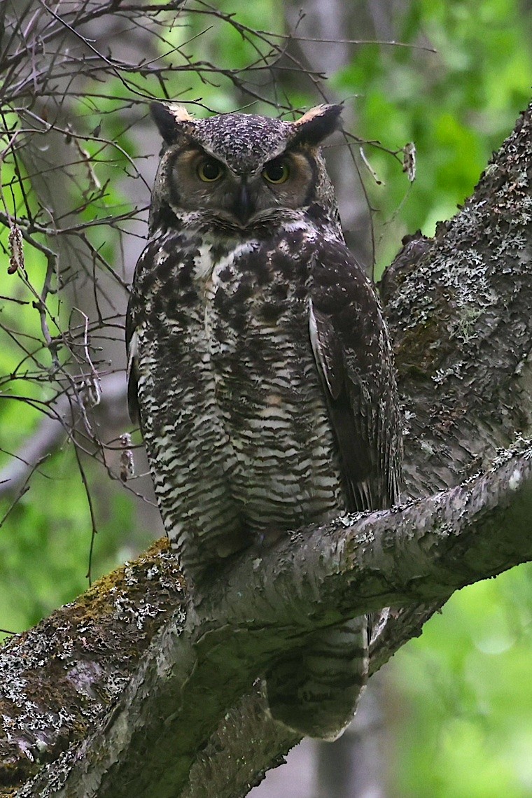 Great Horned Owl - ML647214918