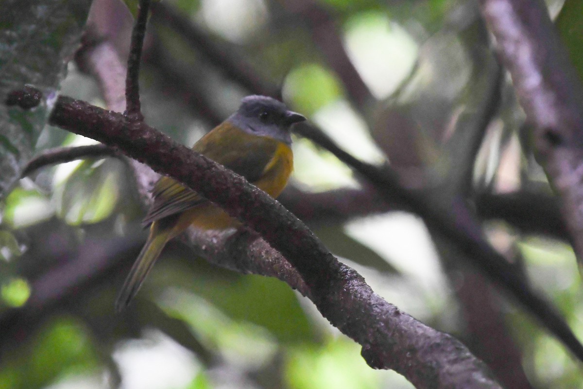 gråhodetanagar - ML647214921