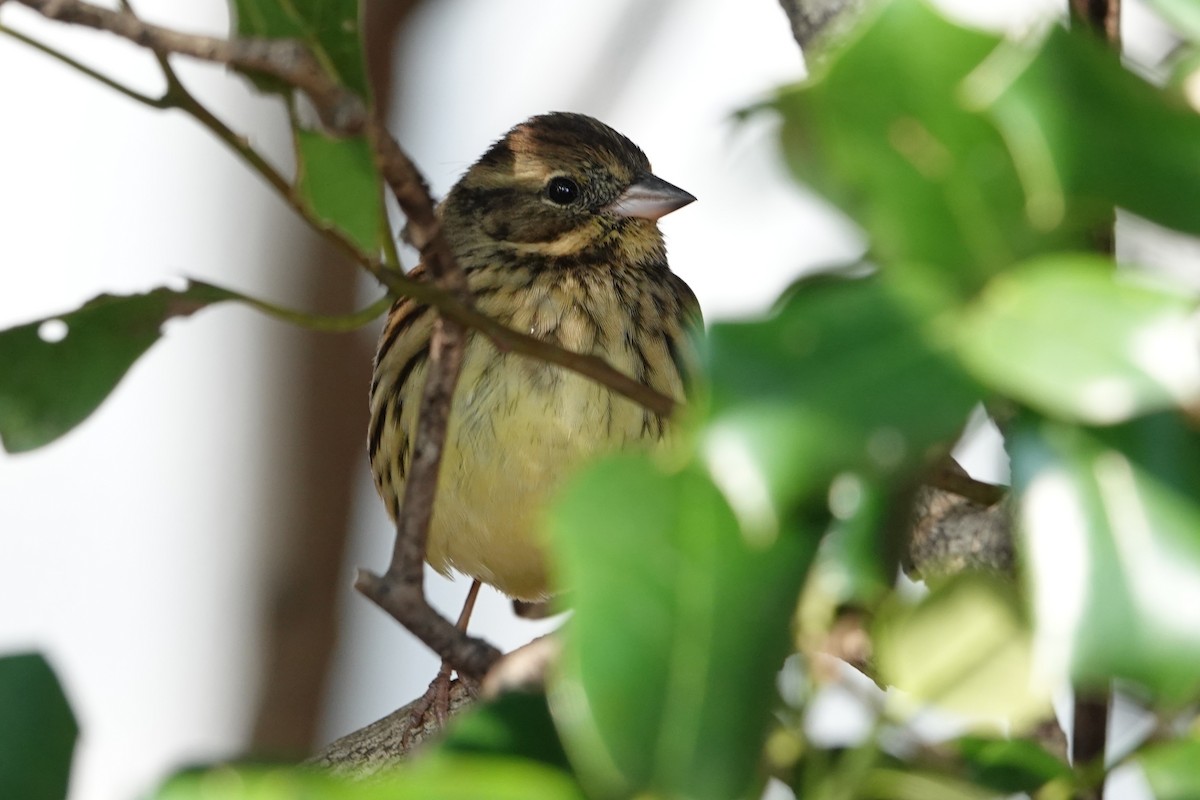 svartmaskespurv - ML647214928