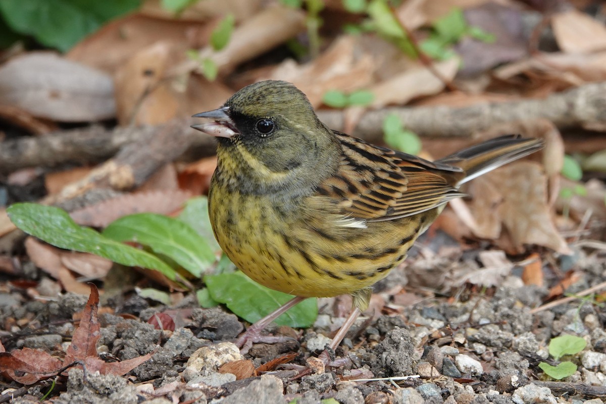 svartmaskespurv - ML647214929