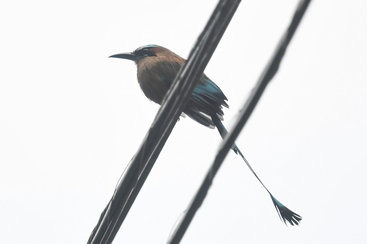 Момот рудочеревий - ML647214936