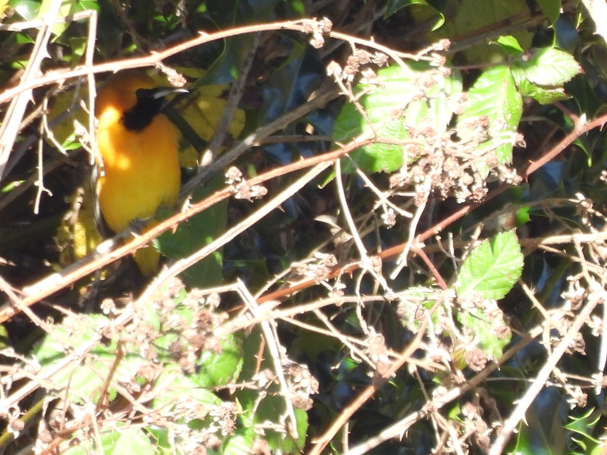 Hooded Oriole - ML647214937