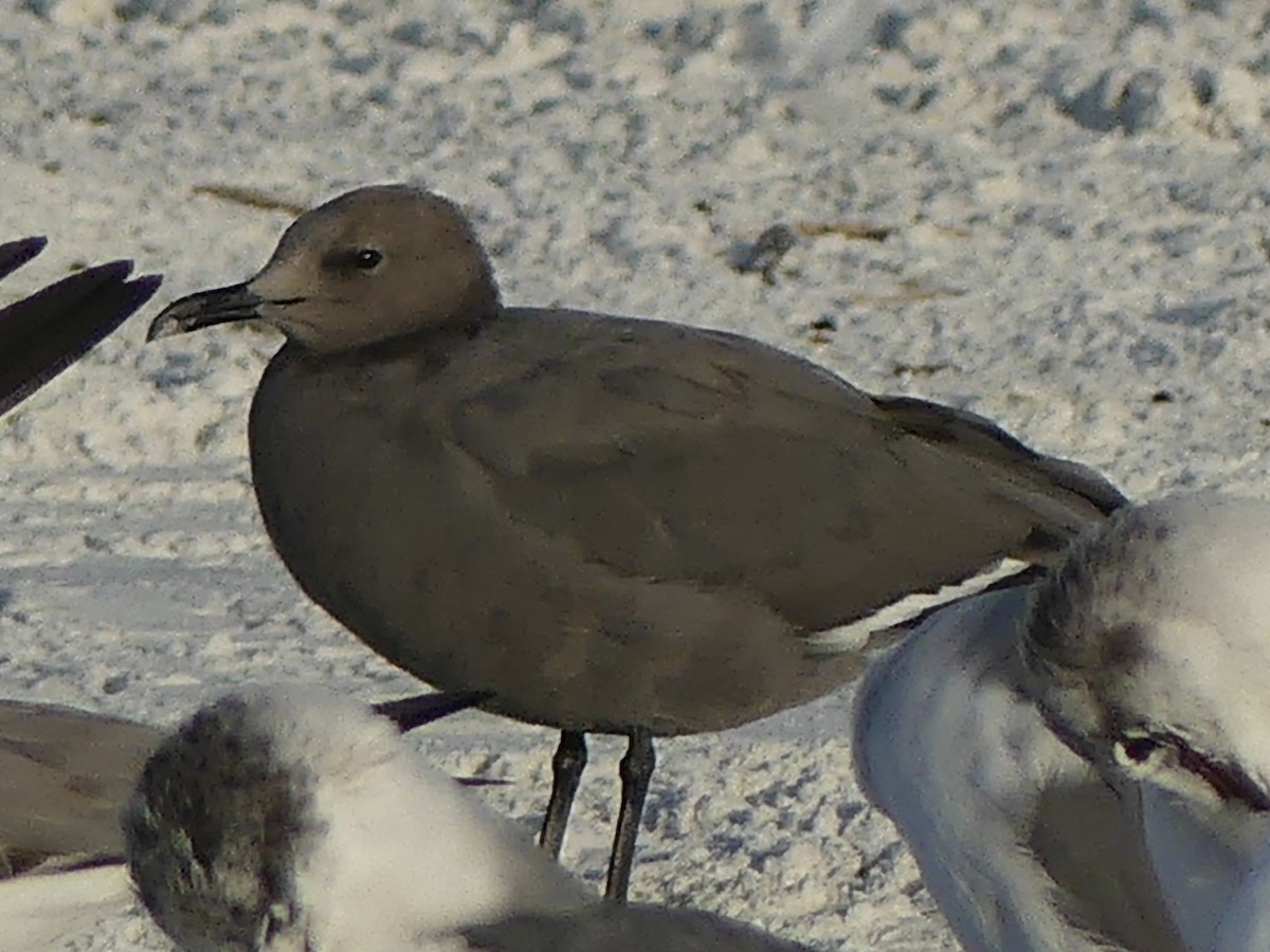 Мартин сірий - ML647214939