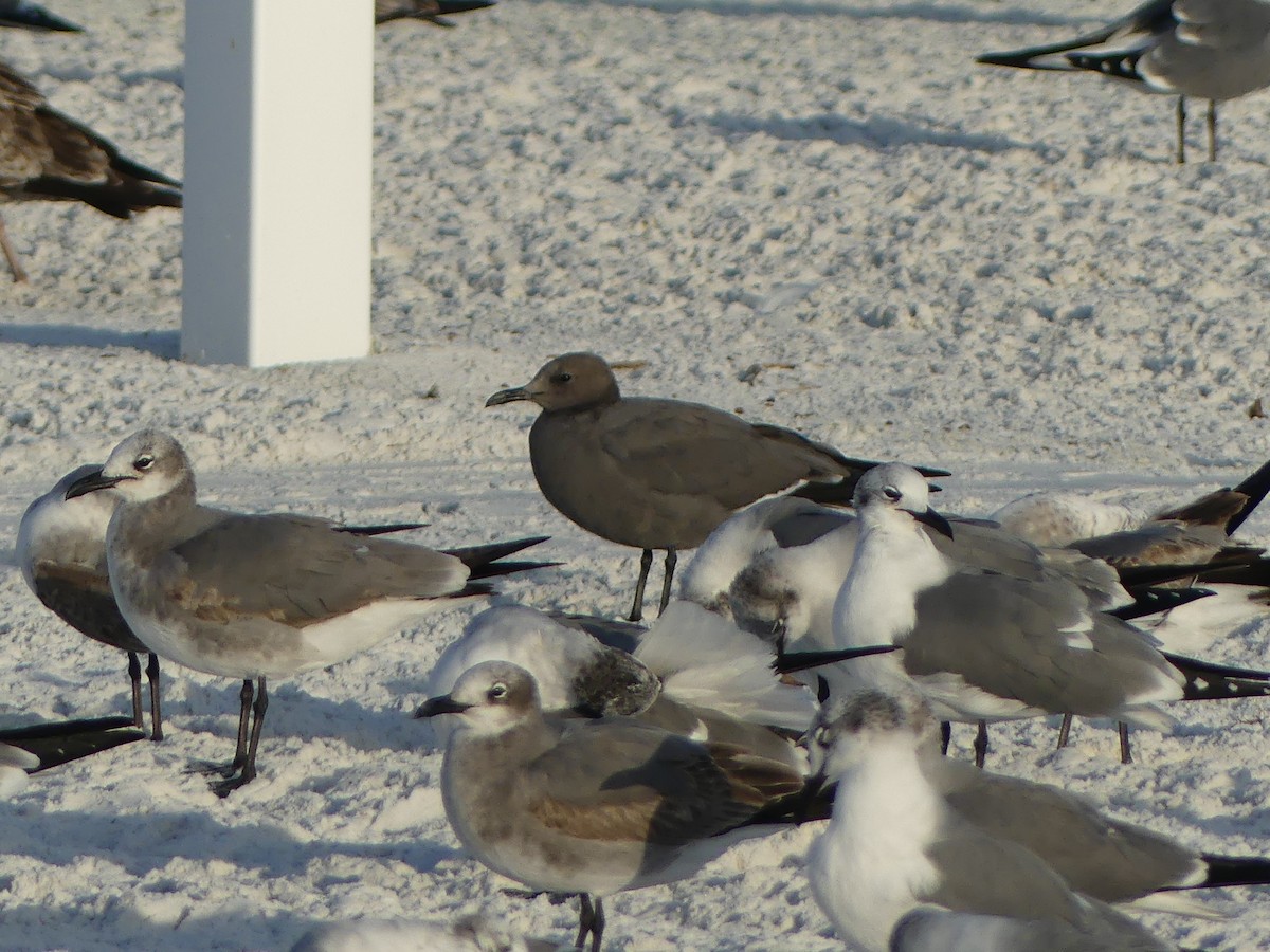 Мартин сірий - ML647214940