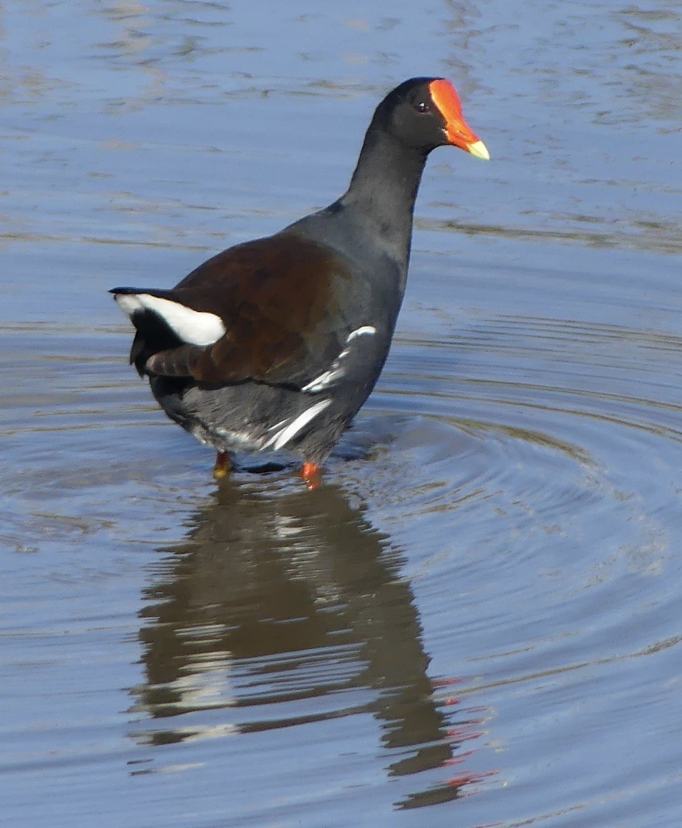 Common Gallinule - ML647214941
