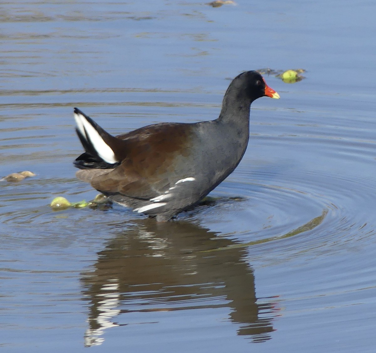 Common Gallinule - ML647214942