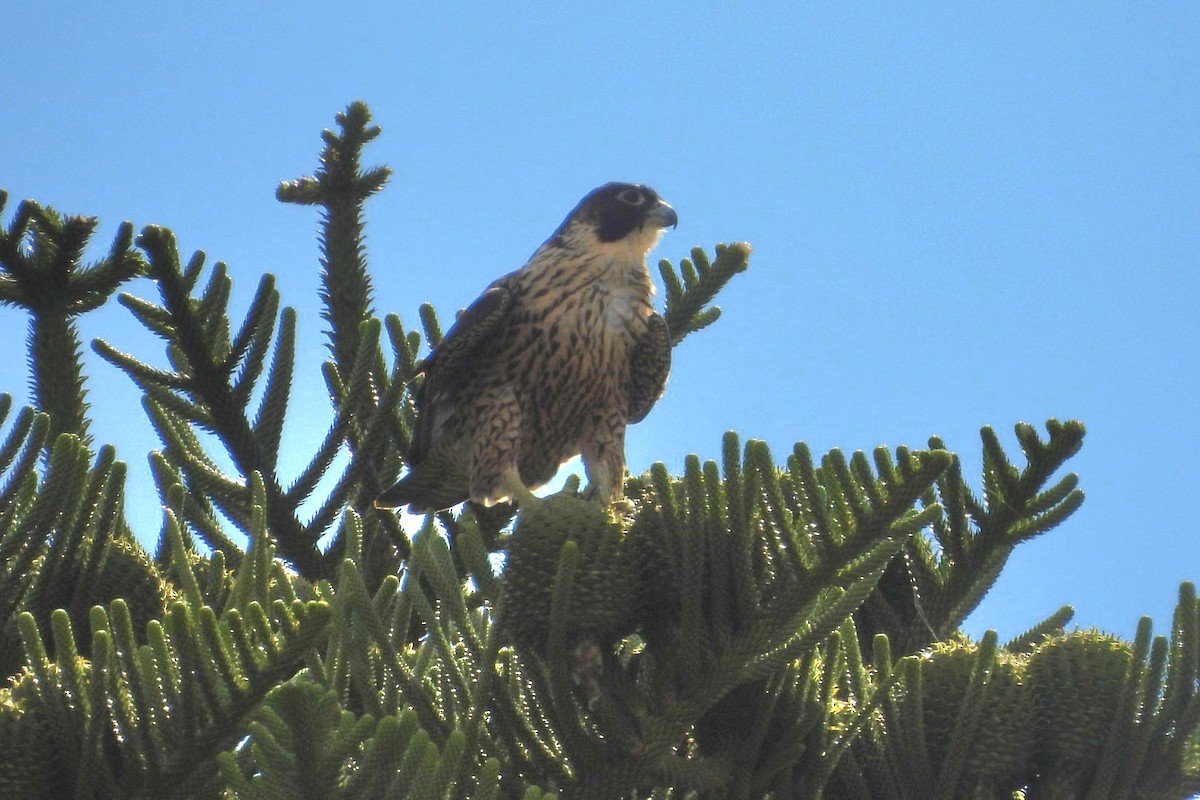 Peregrine Falcon - ML647214945