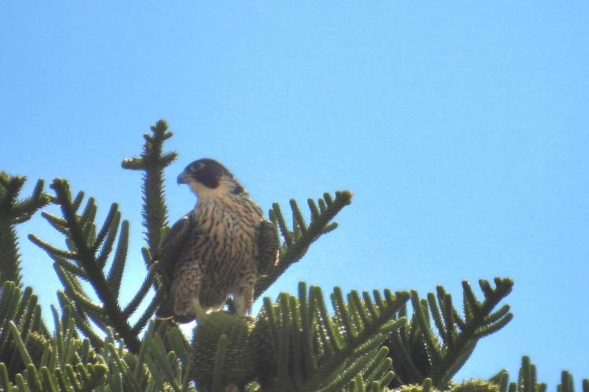 Peregrine Falcon - ML647214947