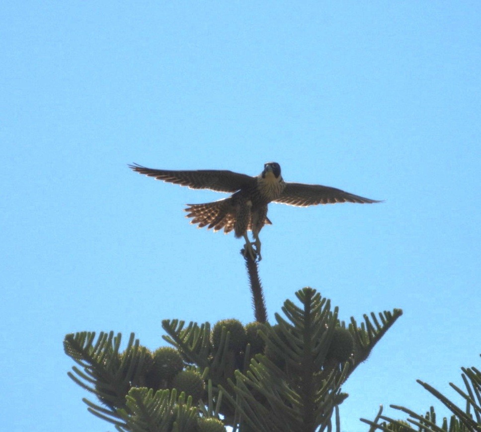 Peregrine Falcon - ML647214948